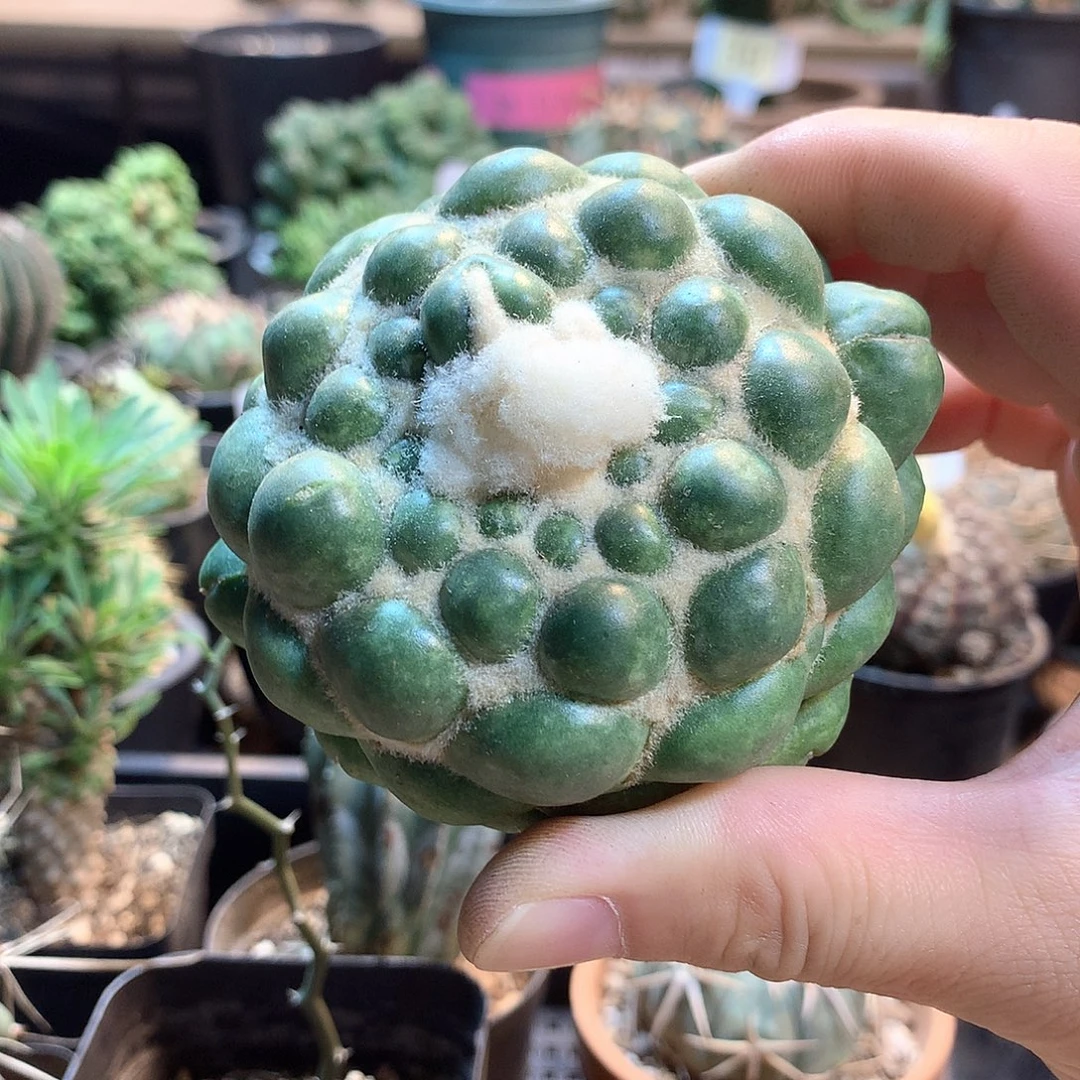 自根蜘蛛眼