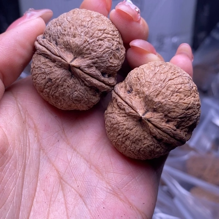 文玩核桃把件云南野生铁核桃29号37mm