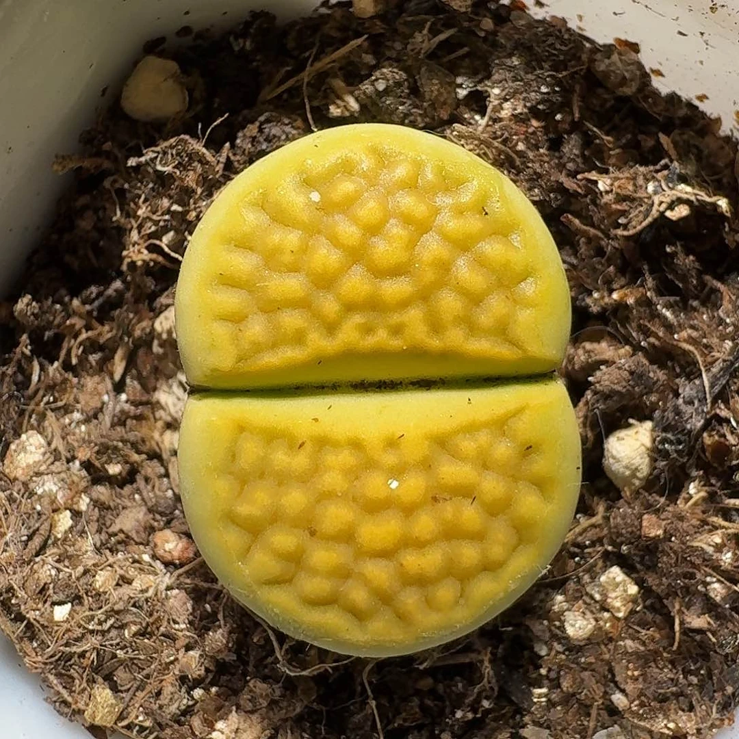 生石花等11111111。  159