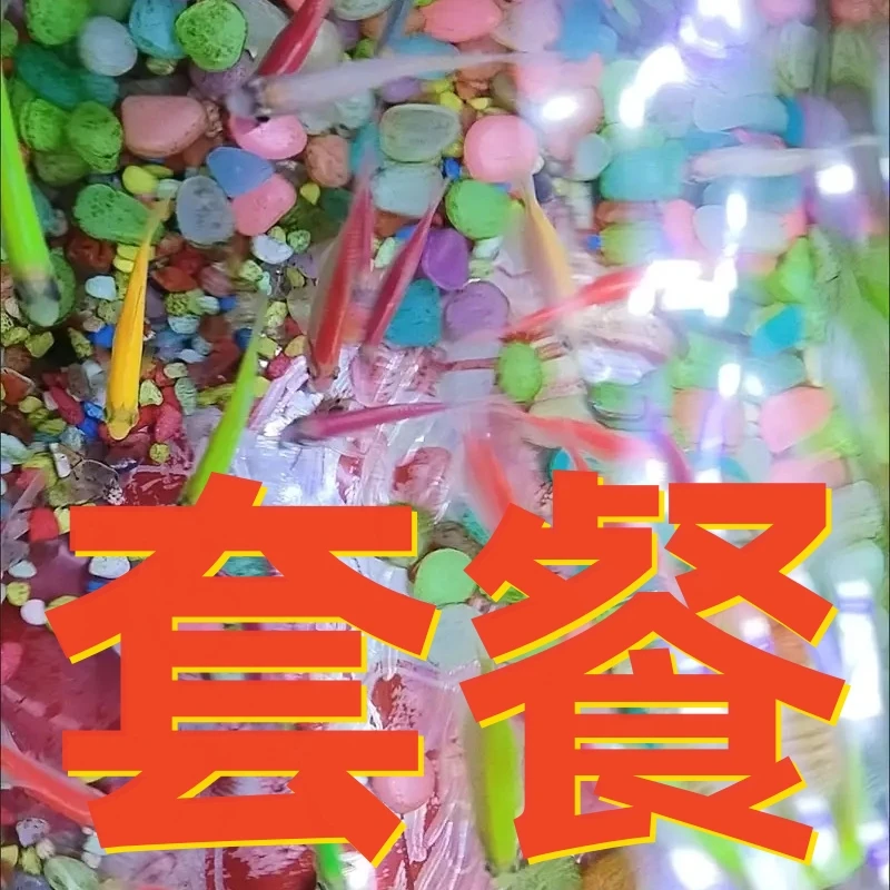 新手推荐套餐糖果斑马鱼+孔雀鱼+红米奇鱼