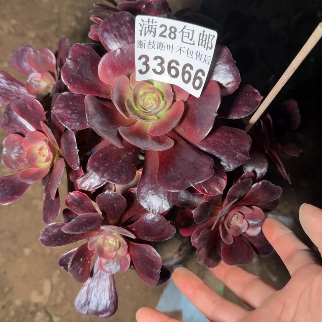 33666爱神多肉植物