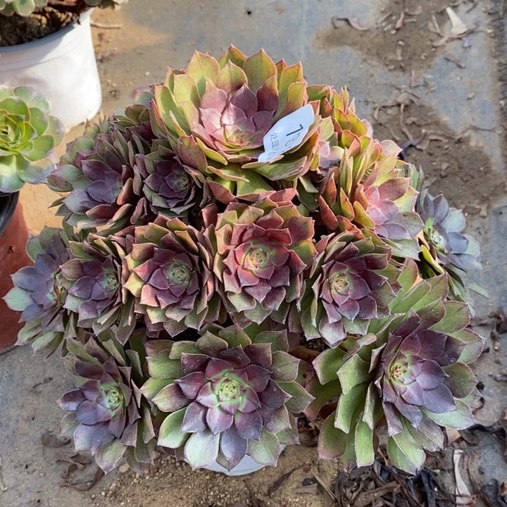 桃花石多肉断头不包1378