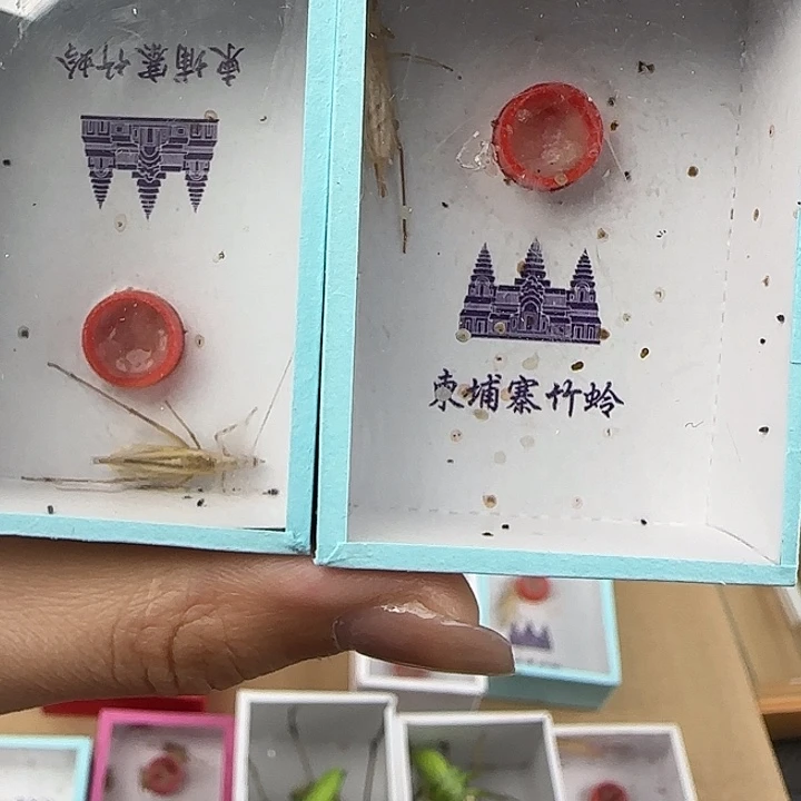 蟋蟀柬埔寨竹蛉两只