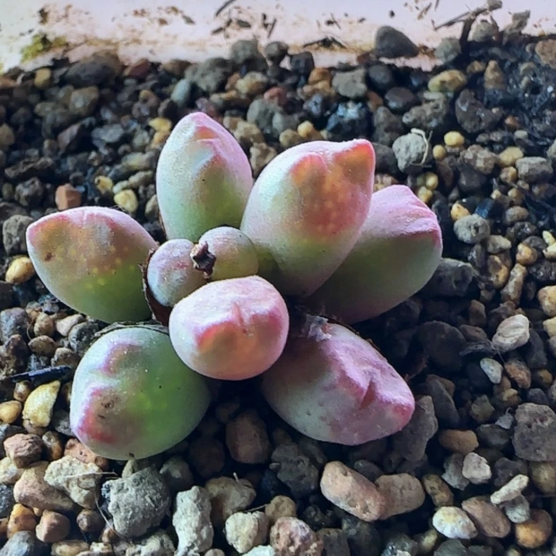 【闪购商品】12345678