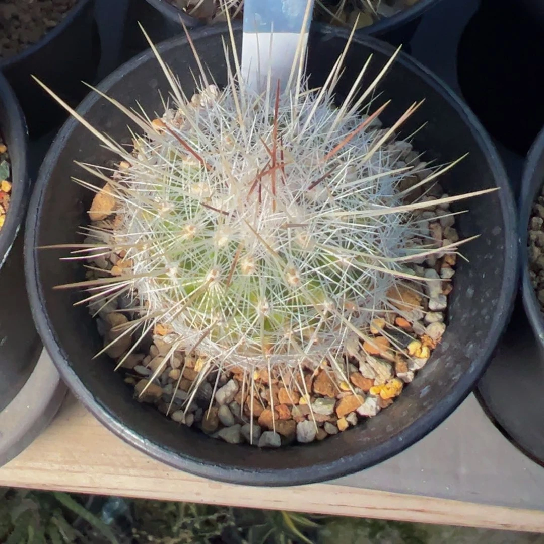 114实生根多肉植物带盆土