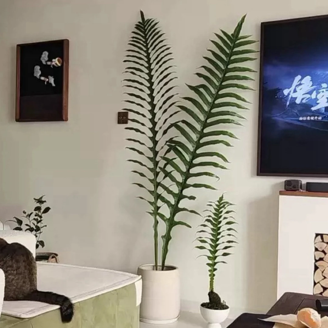 王冠蕨室内绿植耐阴四季常青好养简约懒人绿植家居装饰客厅观赏