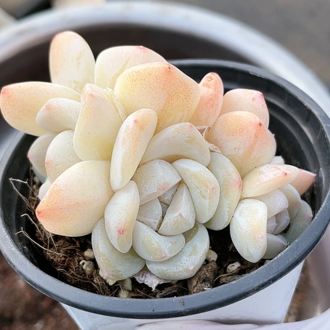 【闪购商品】?****子宝子专拍