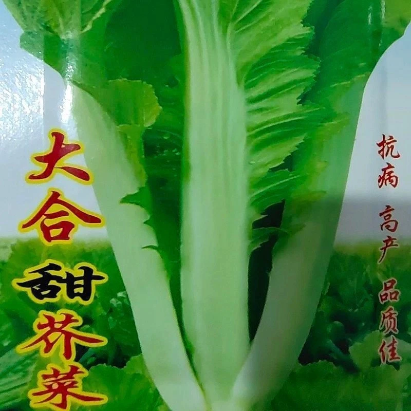 新大合甜芥菜种子芥菜蔬菜种子四季秋播芥菜种子叶子青菜种子甜芥