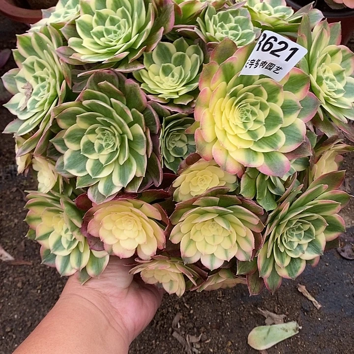 多肉植物海王优选621多肉