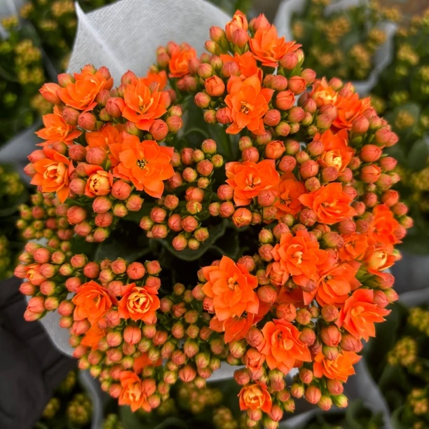 【赛欧】重瓣长寿花室内盆栽