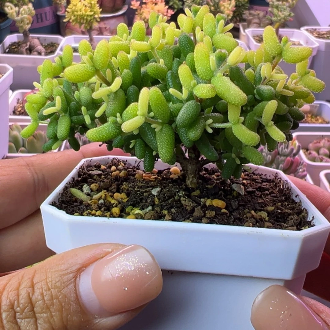 多肉植物枝干糖球黄锦