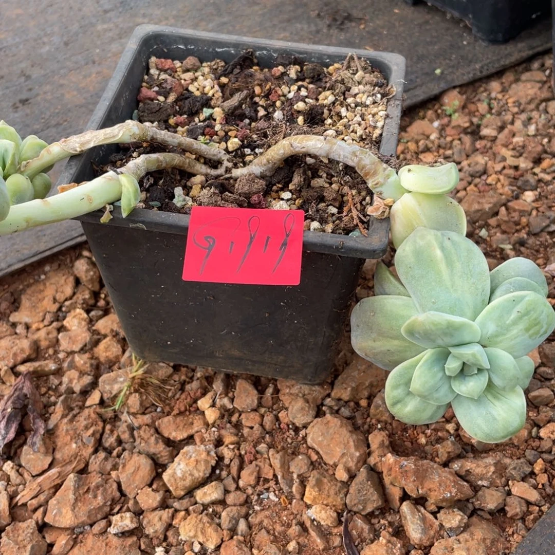 多肉植物多肉植物1919