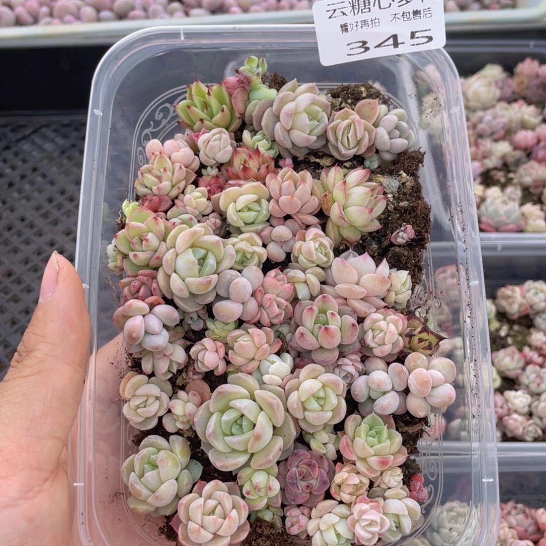 云糖心多肉植物345