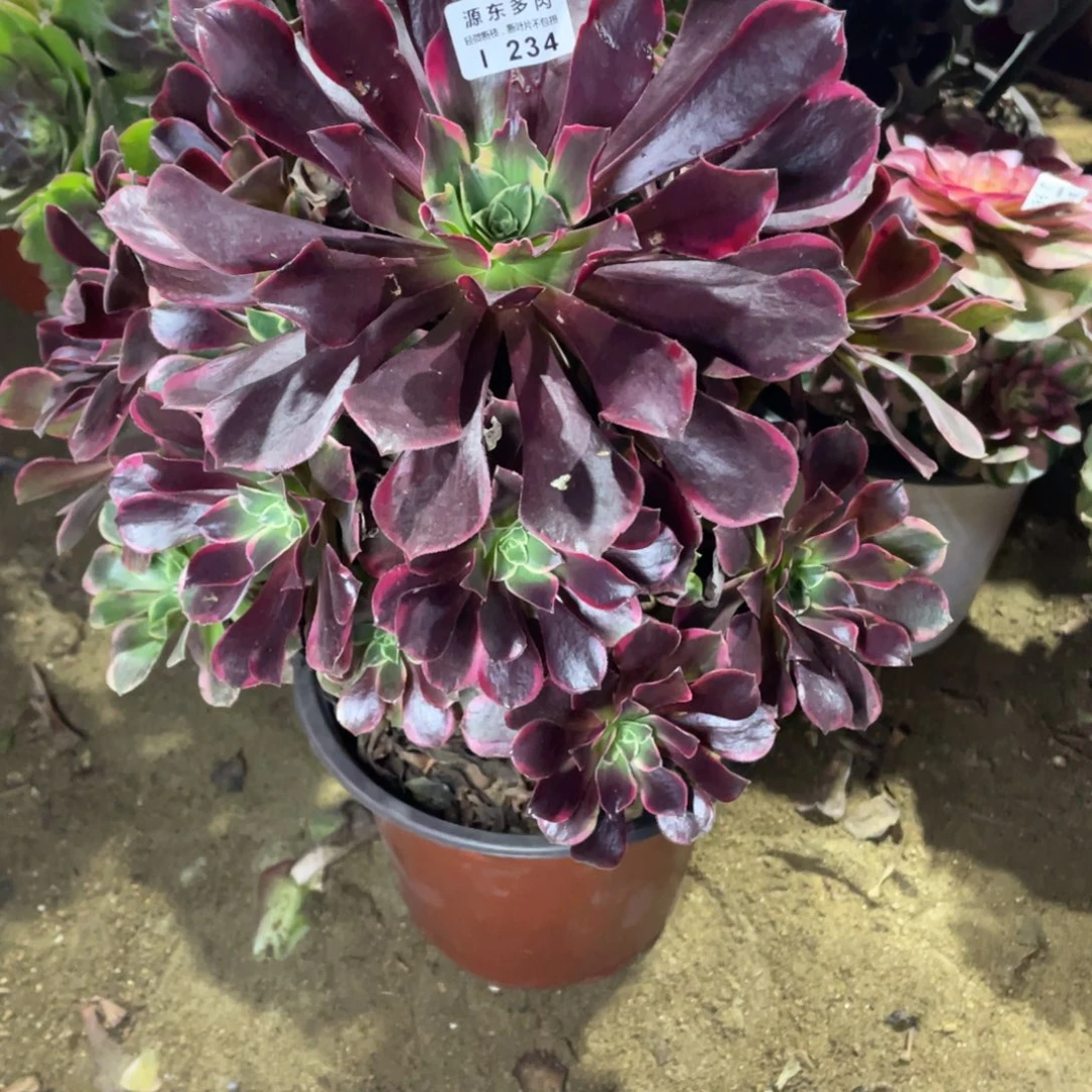 234金丝多肉法师断枝不包