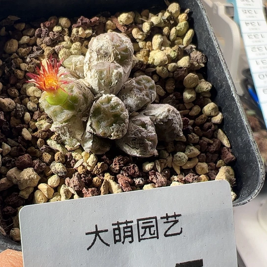 一物一拍。          115脱土发。