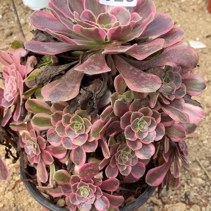 无花朵026对肉植物凤冠
