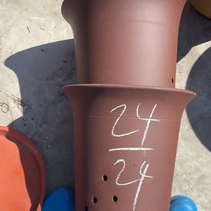 花盆紫砂紫砂的花