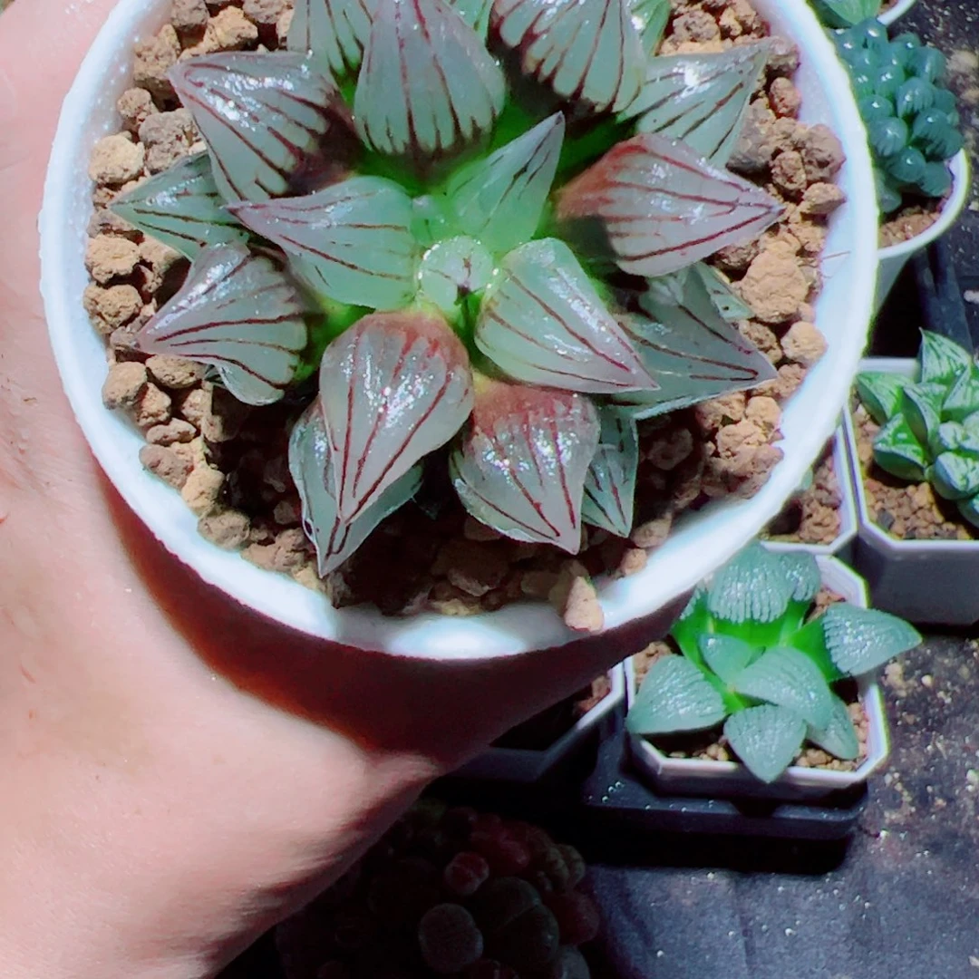 万象盆西瓜寿多肉