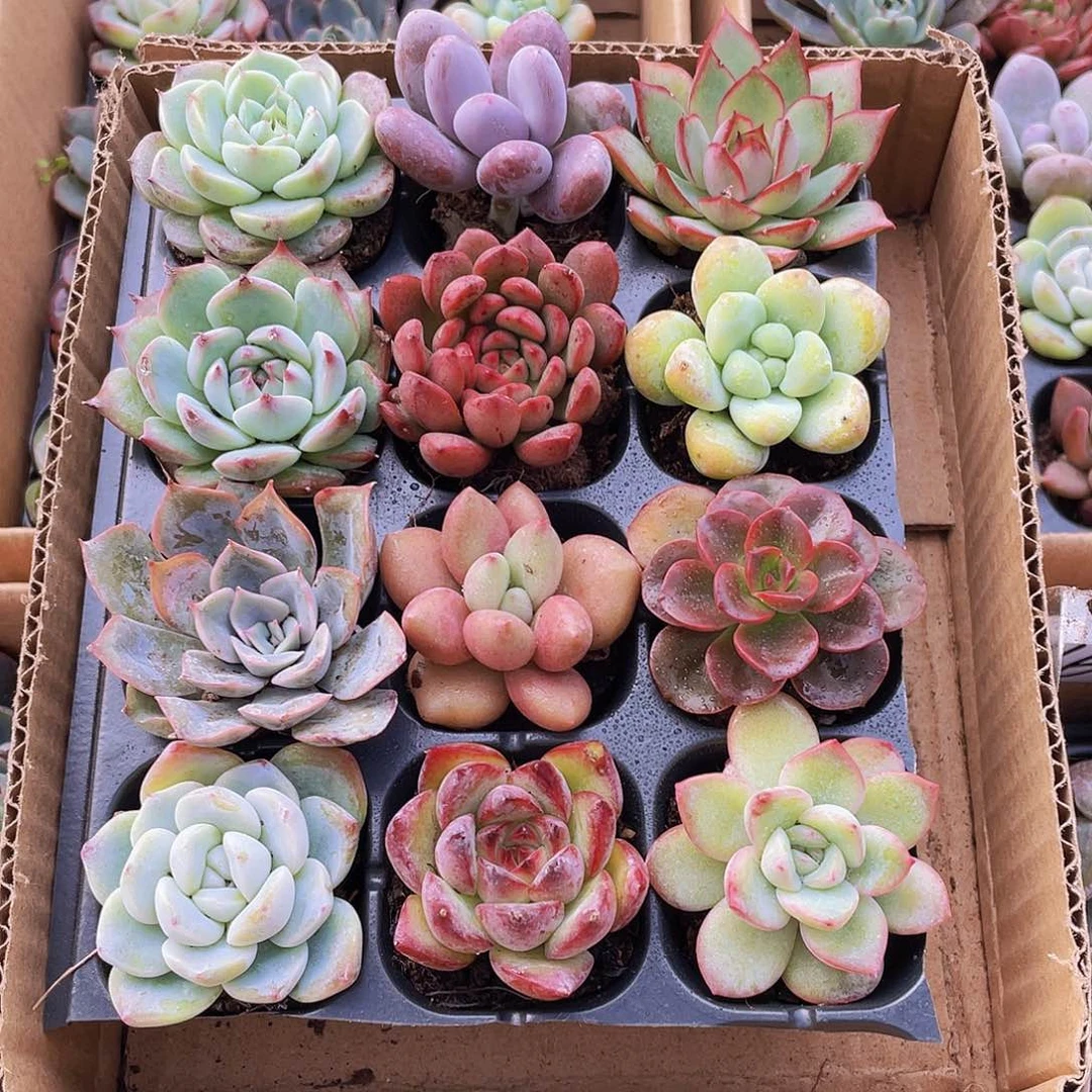 【量拍】12颗精品多肉约3-5厘米