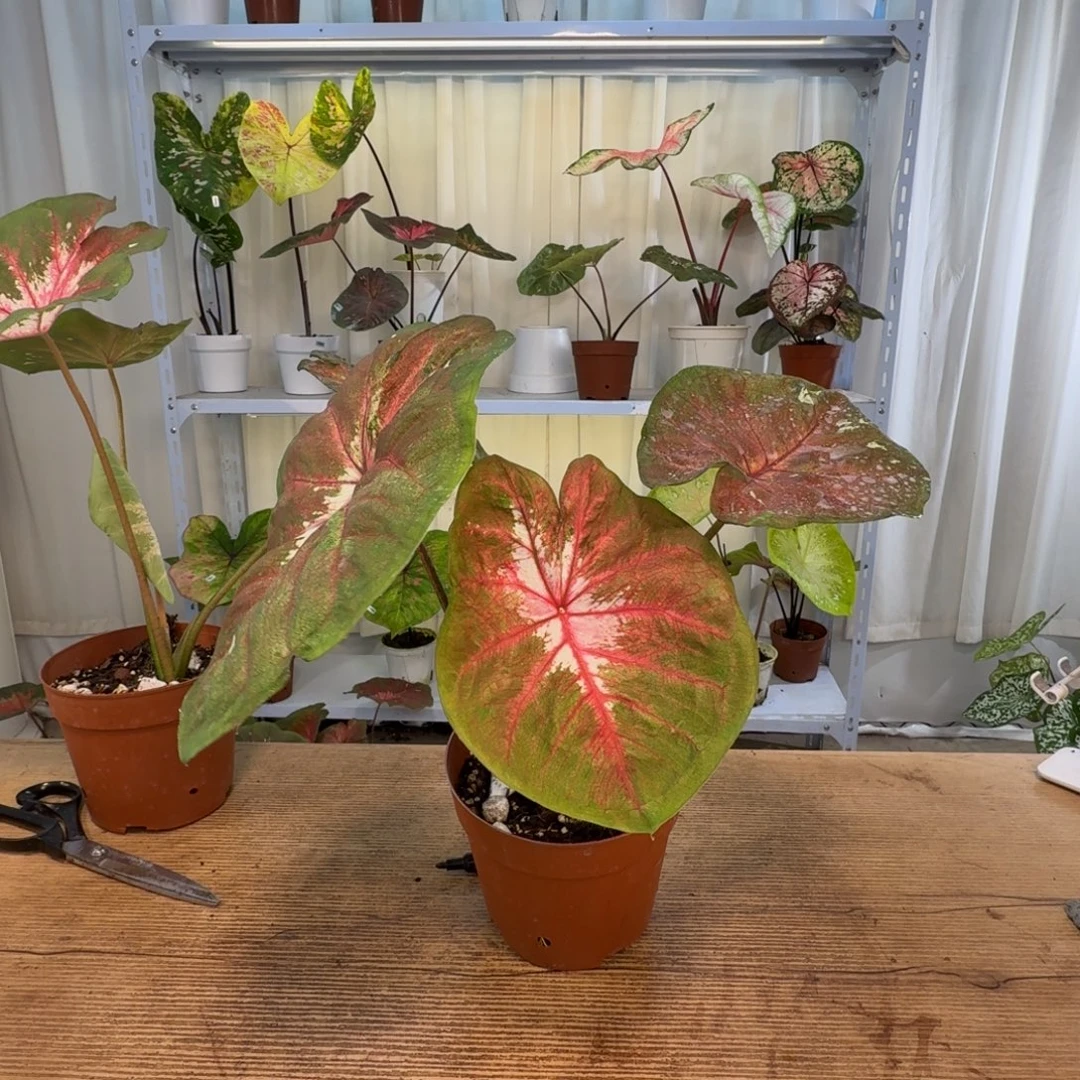 轻***写无花朵海王     1664