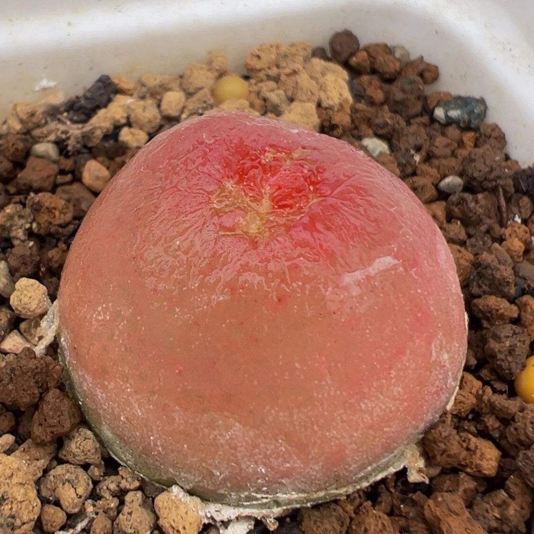 70多肉植物大灯泡