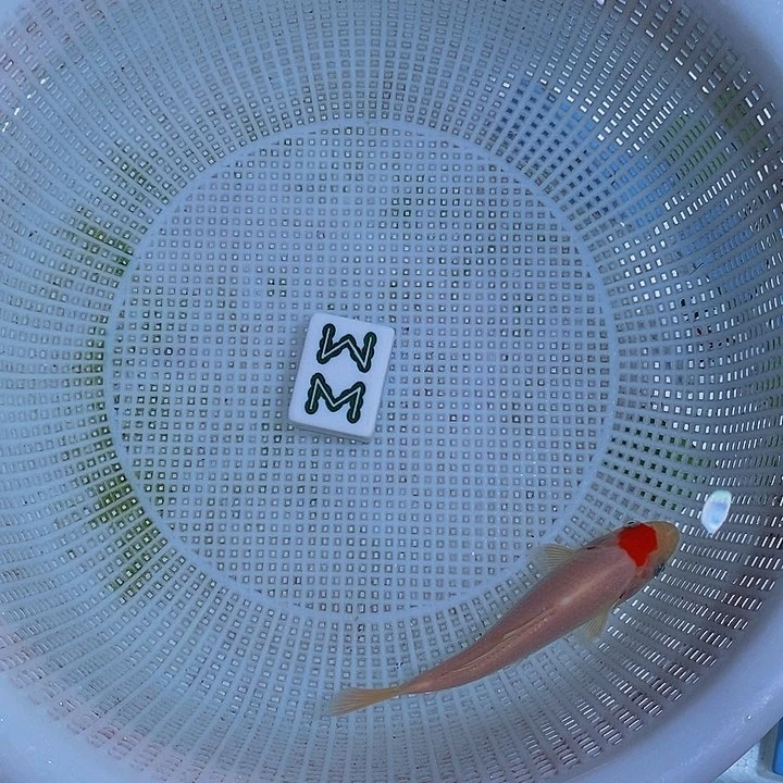 锦鲤锦鲤活体开箱包活