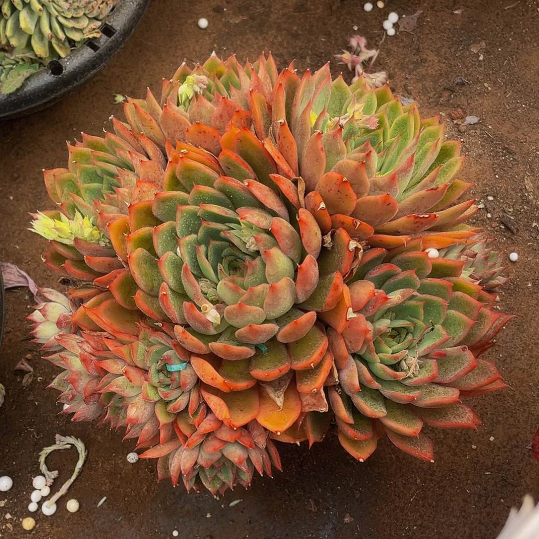 宝莲灯26.8多肉群生