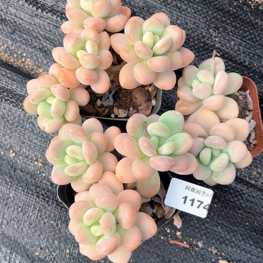 阿雅园艺。   1174洛神