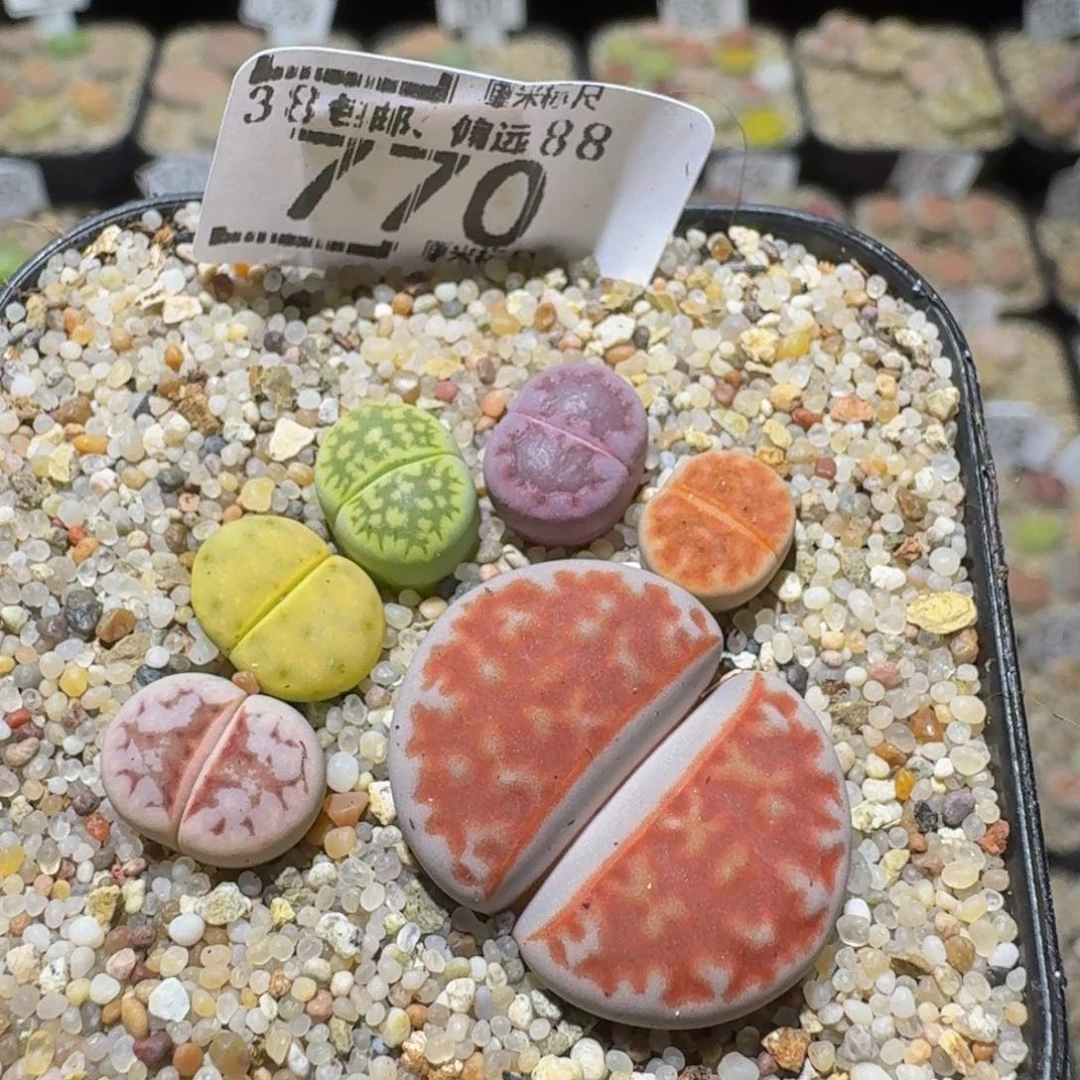 Ssss精品生石花770