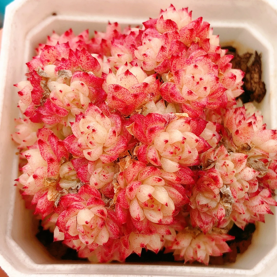 多肉植物   彩蝶麦秆群生一颗（尺寸5左右）满28包邮除偏远