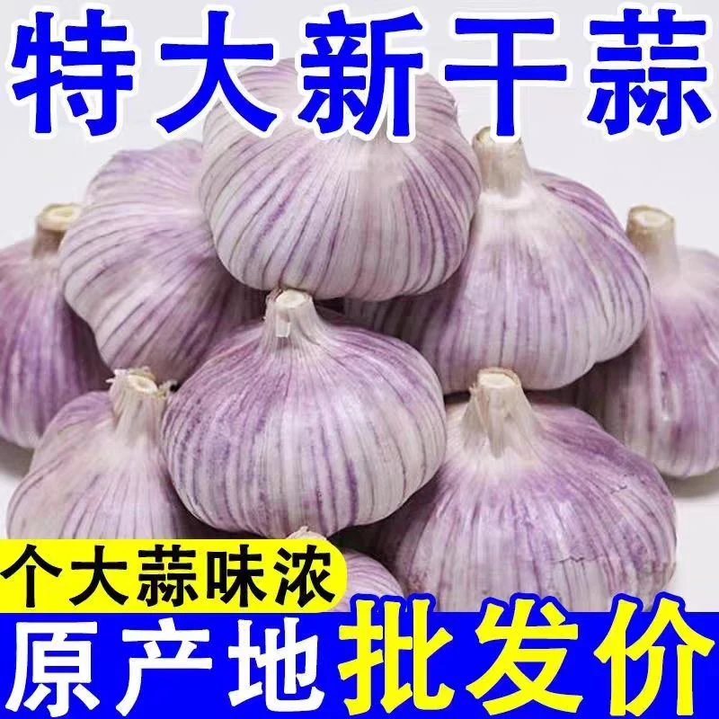 【买3送2】2025年新鲜大蒜正宗紫皮山东干红皮干大蒜紫皮