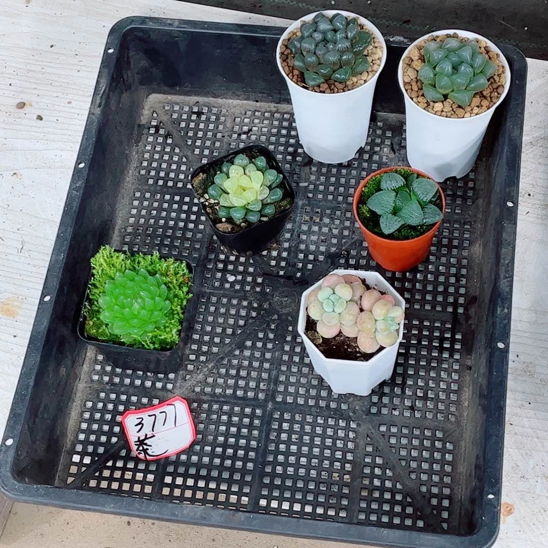 玉露多肉一勿一拍