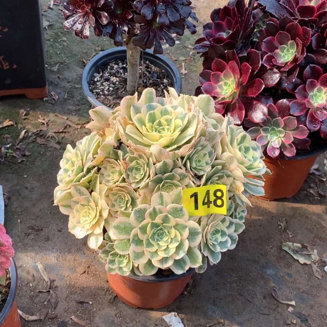 绿豆沙多肉法师148