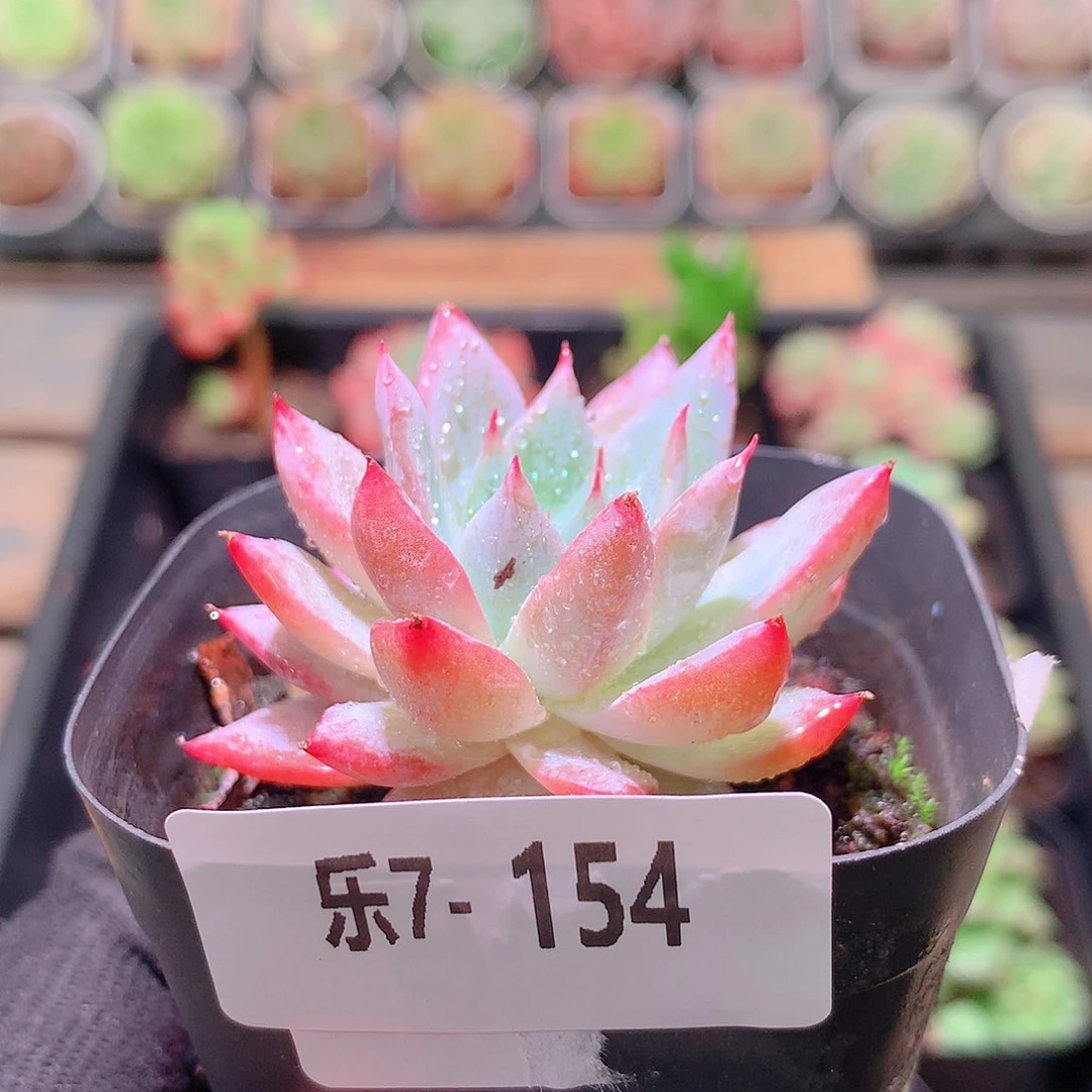 乐然7-154 粉蓝鸟