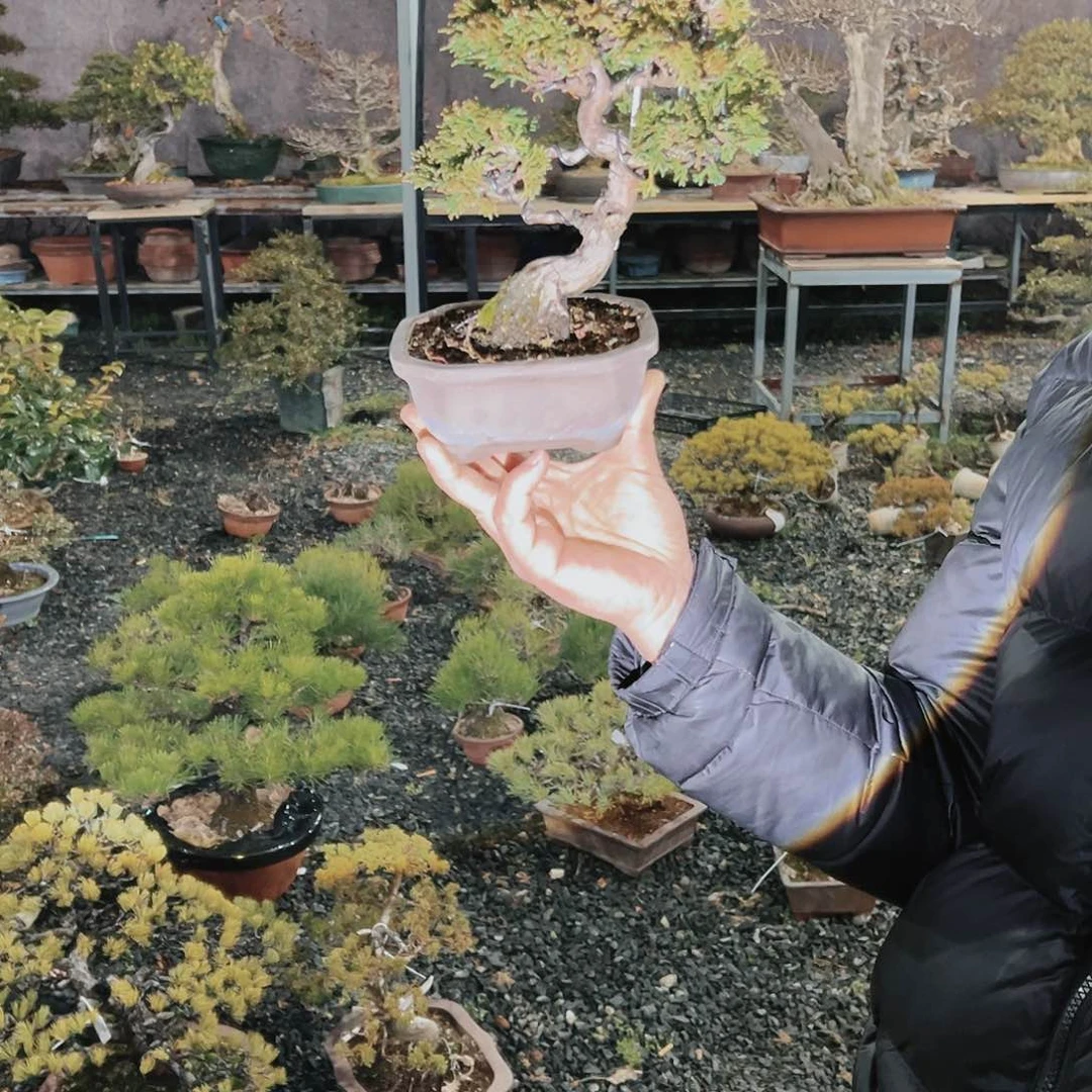 盆景皋月杜鹃老鸭4913庄****林