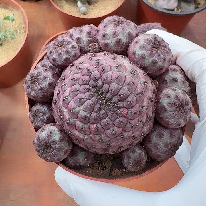 红丽丸仙人球2234