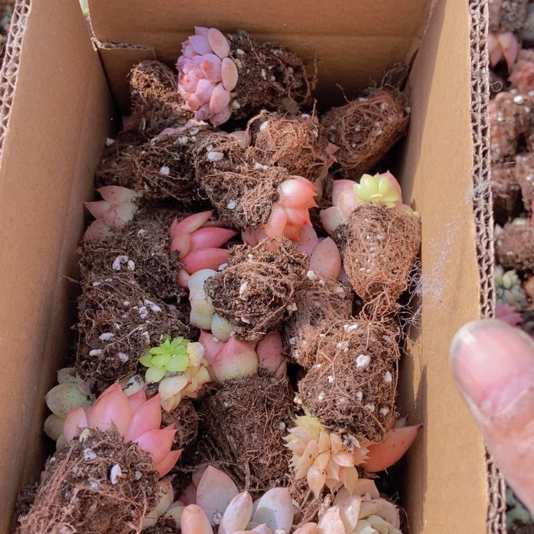 精品多肉植物保60