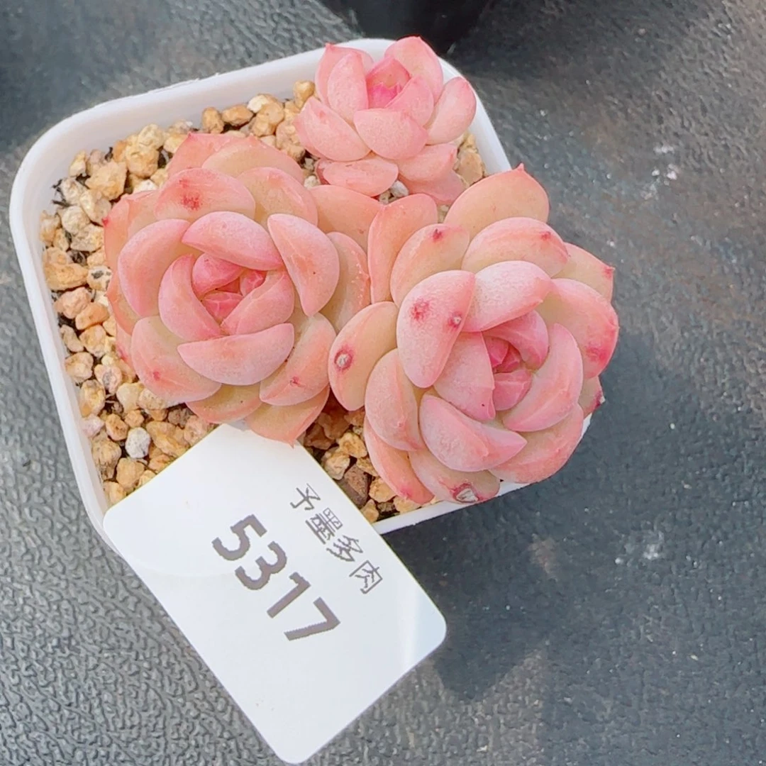 琴心，5317多肉植物