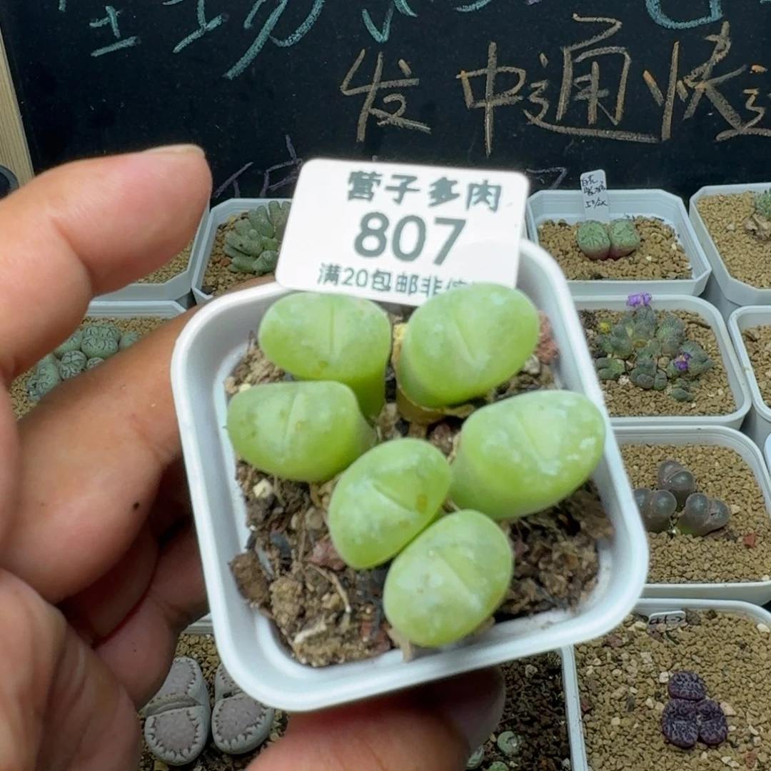 空卡带盆土。