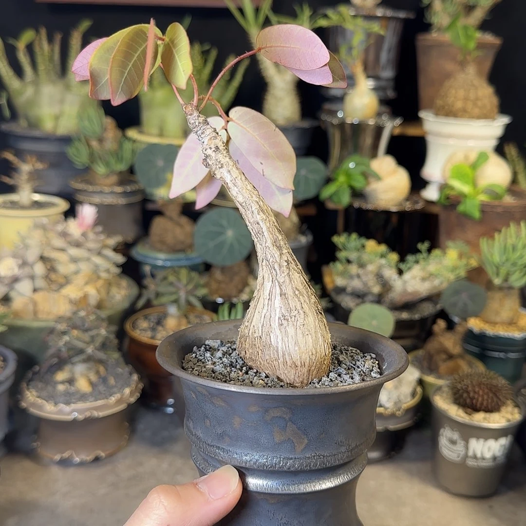 一物一拍奇异油柑68