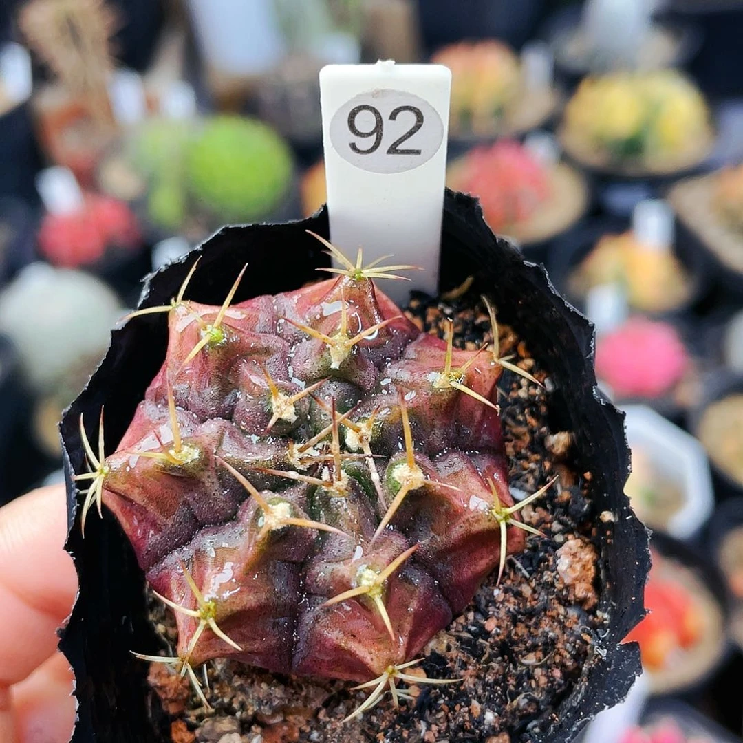 非偏远地区满25包邮仙人球