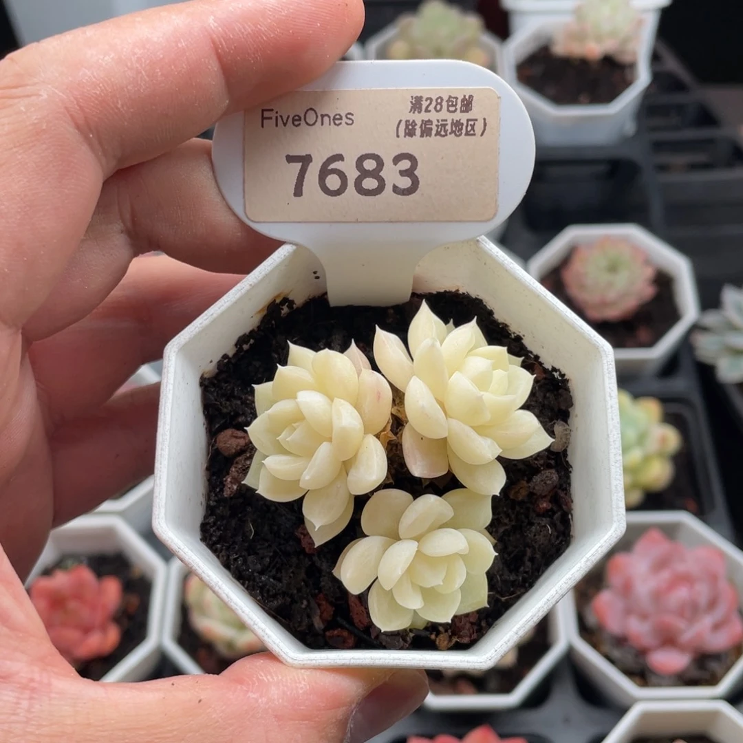 白天鹅7683-4.5厘米