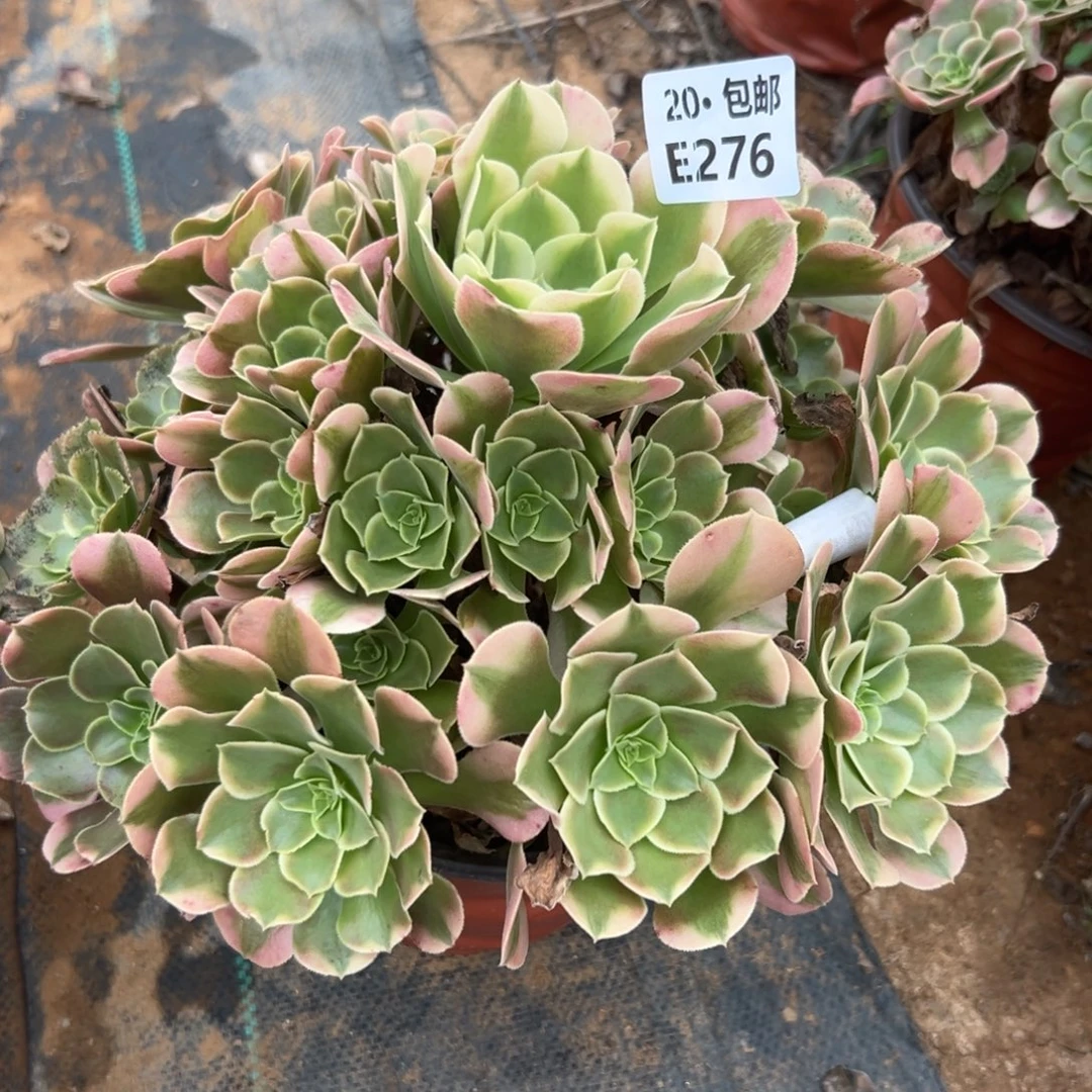 276香妃，多肉法师