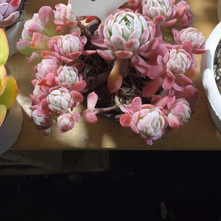 星***星000000000000000660