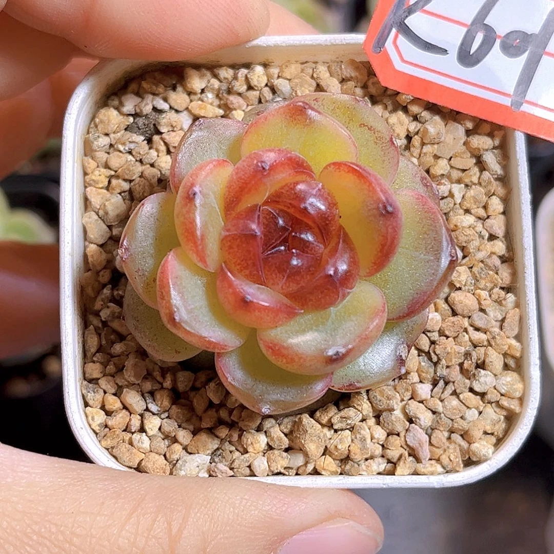 K601  幽灵B  满18包邮