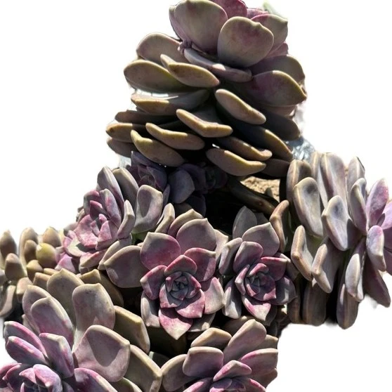 紫乐老桩多头多肉飘枝净化空气新手紫色好养客厅精品庭院云南