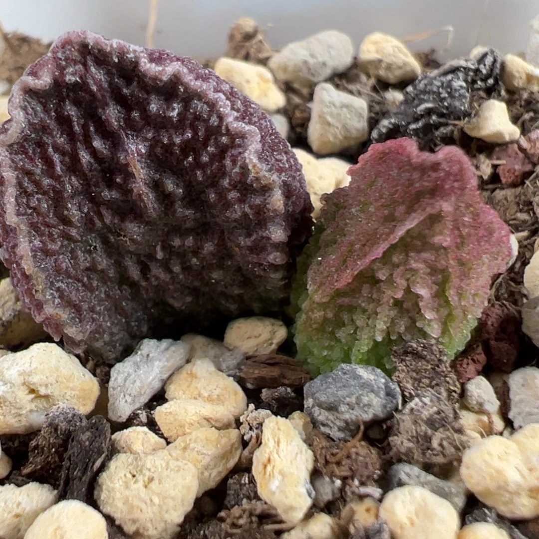 实生新品多肉植物水泡