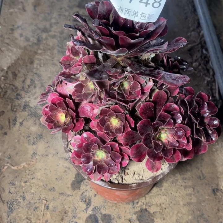 1748美杜莎的人多肉的