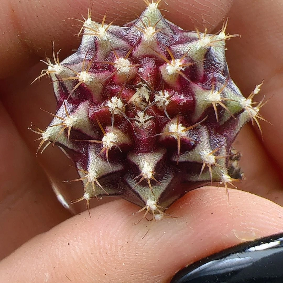 当前无花栽培后可以开花056