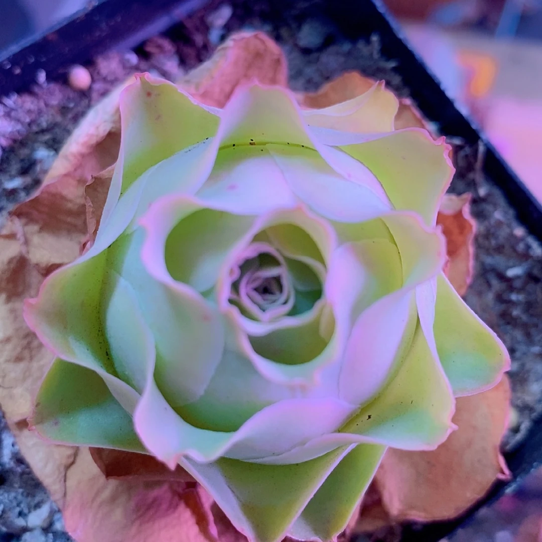 山地玫瑰一物一拍009